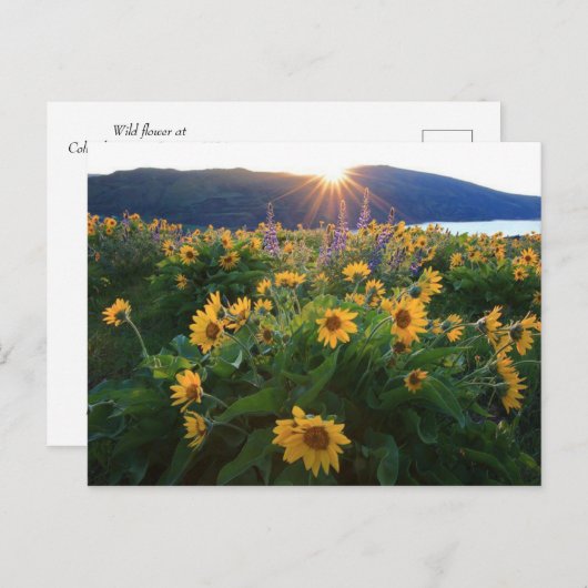 Wilde Briefkaart (Voorkant / Achterkant)