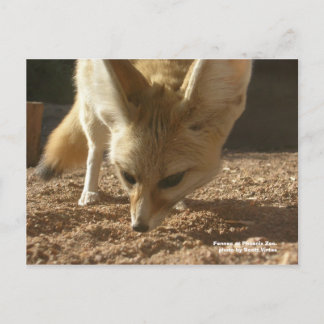 Wilde Briefkaart - Fennec