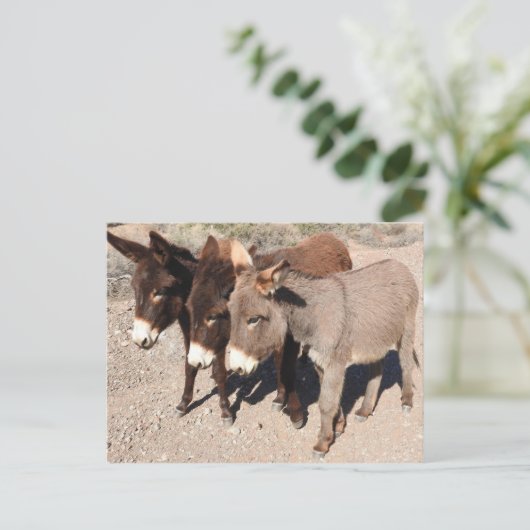 Wilde briefkaarten, ezels, buren briefkaart (Staand voorkant)