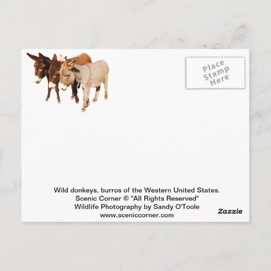 Wilde briefkaarten, ezels, buren briefkaart (Achterkant)