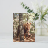 Wilde briefkaarten, wilde paarden, Assateague Isla Briefkaart (Staand voorkant)