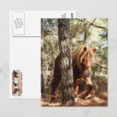 Wilde briefkaarten, wilde paarden, Assateague Isla Briefkaart (Voorkant / Achterkant)