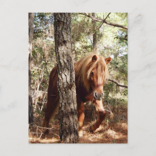 Wilde briefkaarten, wilde paarden, Assateague Isla Briefkaart