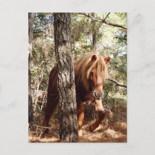 Wilde briefkaarten, wilde paarden, Assateague Isla Briefkaart (Voorkant)