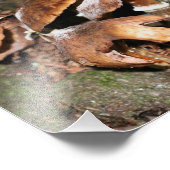 Wilde bruine paddenstoelen 10x8 Natuur Foto Afdruk (Hoek)