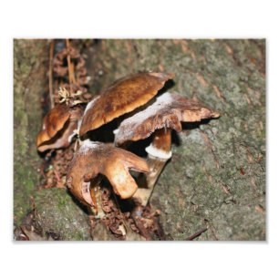 Wilde bruine paddenstoelen 10x8 Natuur Foto Afdruk