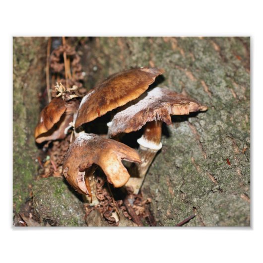 Wilde bruine paddenstoelen 10x8 Natuur Foto Afdruk (Voorkant)