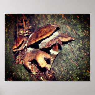 Wilde bruine paddenstoelen in de boomgaard poster