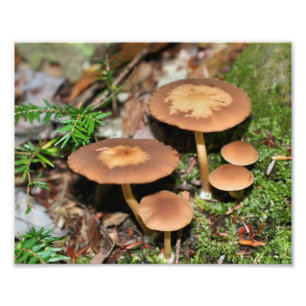 Wilde bruine paddestoel cluster 8x10 foto afdruk