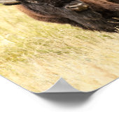 Wilde Buffalo in een veld Poster (Hoek)
