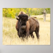 Wilde Buffalo in een veld Poster (Voorkant)