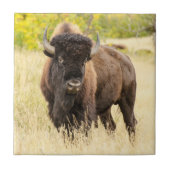 Wilde Buffalo in een veld Tegeltje (Voorkant)