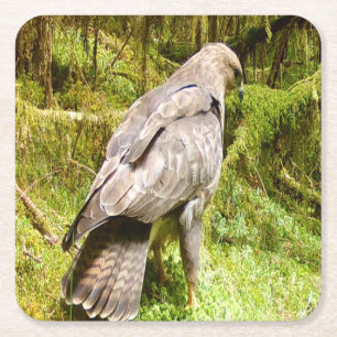 Wilde Buizerd Foeragerende Scene Gedetailleerde Vo Kartonnen Onderzetters