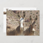 Wilde burros, ezels, wilde dieren, briefkaart (Voorkant / Achterkant)