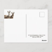 Wilde burros, ezels, wilde dieren, briefkaart (Achterkant)