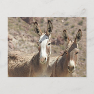 Wilde burros, ezels, wilde dieren, briefkaart