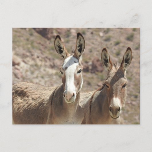 Wilde burros, ezels, wilde dieren, briefkaart (Voorkant)