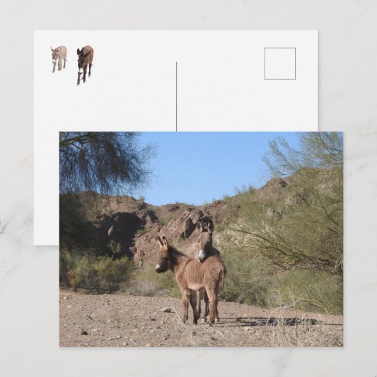 Wilde burros, ezels, wilde dieren, briefkaart (Voorkant / Achterkant)