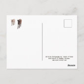 Wilde burros, ezels, wilde dieren, briefkaart (Achterkant)