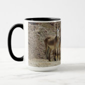 Wilde burros, ezels, wilde dieren, mokken (Links)