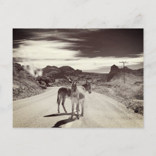 Wilde Burros in Californië Briefkaart