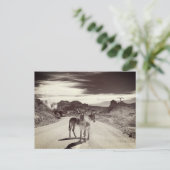 Wilde Burros in Californië Briefkaart (Staand voorkant)