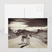 Wilde Burros in Californië Briefkaart (Voorkant / Achterkant)