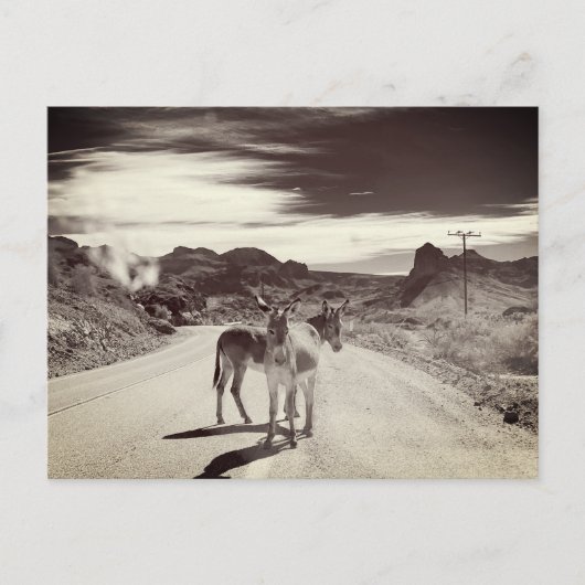 Wilde Burros in Californië Briefkaart (Voorkant)