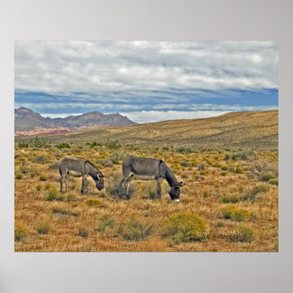 Wilde Burros of Red Rock Canyon Poster