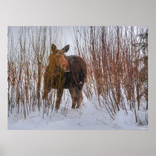 Wilde Canadese gans in Winter Snow III Poster