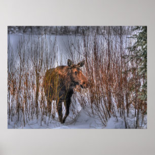 Wilde Canadese gans in Winter Snow Poster