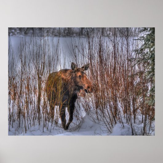 Wilde Canadese gans in Winter Snow Poster (Voorkant)