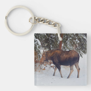 Wilde Canadese Moose Koe in Winter Snow V Sleutelhanger