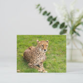 Wilde Cheetah Liggend Briefkaart (Staand voorkant)
