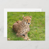 Wilde Cheetah Liggend Briefkaart (Voorkant / Achterkant)