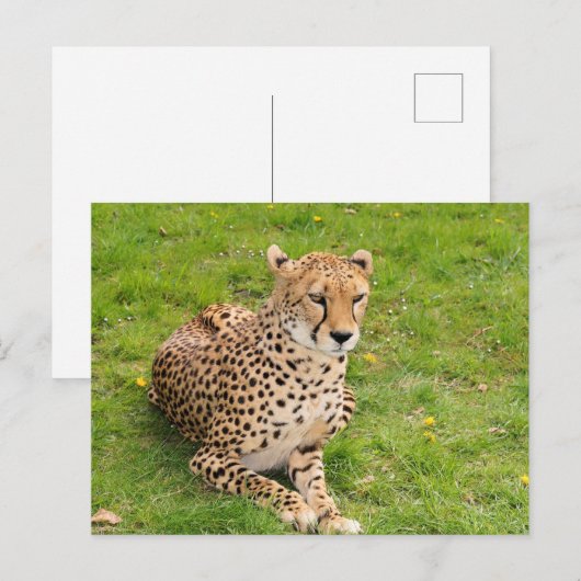 Wilde Cheetah Liggend Briefkaart (Voorkant / Achterkant)