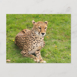 Wilde Cheetah Liggend Briefkaart