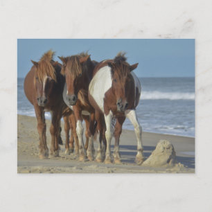 Wilde Chincoteaguepony's, Assateague Island-strand Briefkaart