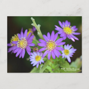 Wilde chrysanthemum:Briefkaart Briefkaart
