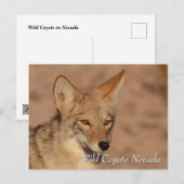 Wilde Coyote in de Nevada-woestijn Briefkaart (Voorkant / Achterkant)