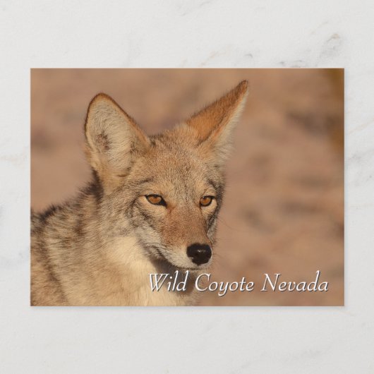 Wilde Coyote in de Nevada-woestijn Briefkaart (Voorkant)