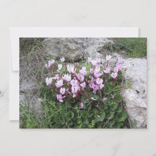 Wilde Cyclamen Feestdagenkaart (Voorkant)