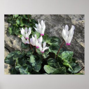 Wilde Cyclamen Poster
