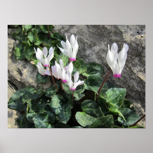 Wilde Cyclamen Poster (Voorkant)