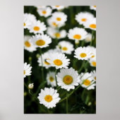 Wilde daisy bloemen sluiten dicht poster (Voorkant)