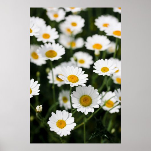 Wilde daisy bloemen sluiten dicht poster (Voorkant)