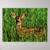 Wilde dieren 11 gepompt poster (Voorkant)