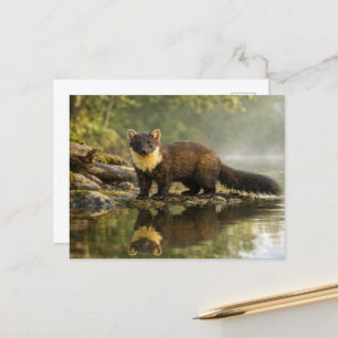 Wilde dieren Boommarter Bos Stroom Briefkaart