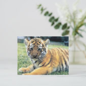 Wilde dieren briefkaart (Staand voorkant)