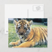 Wilde dieren briefkaart (Voorkant / Achterkant)